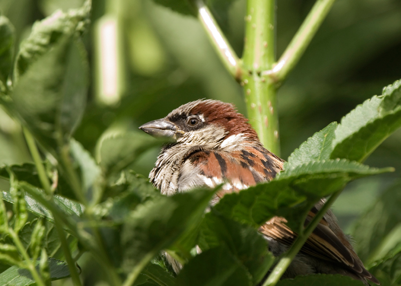 House Sparrow - House Sparrow