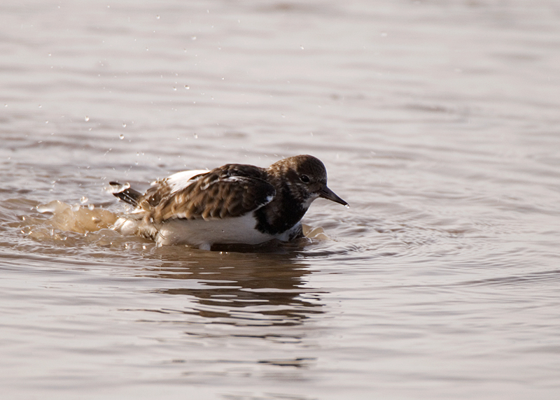 Turnstone - Turnstone