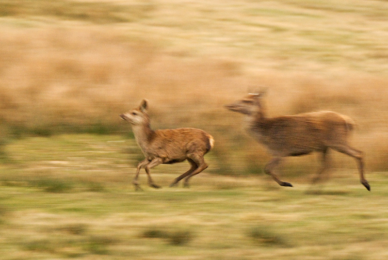 Red Deer - Abstract