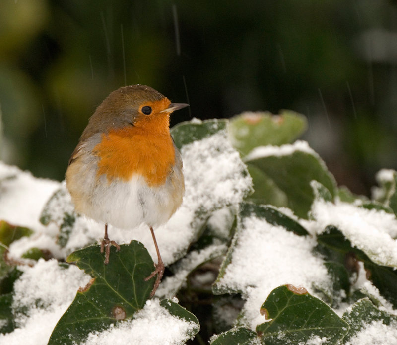 Robin - Robin