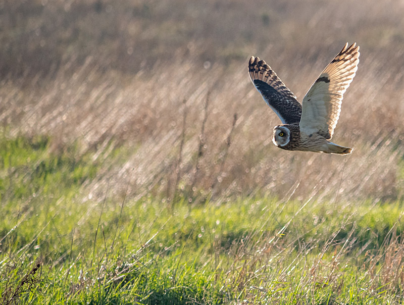 Short-eared Owl - Coastal & Wetland