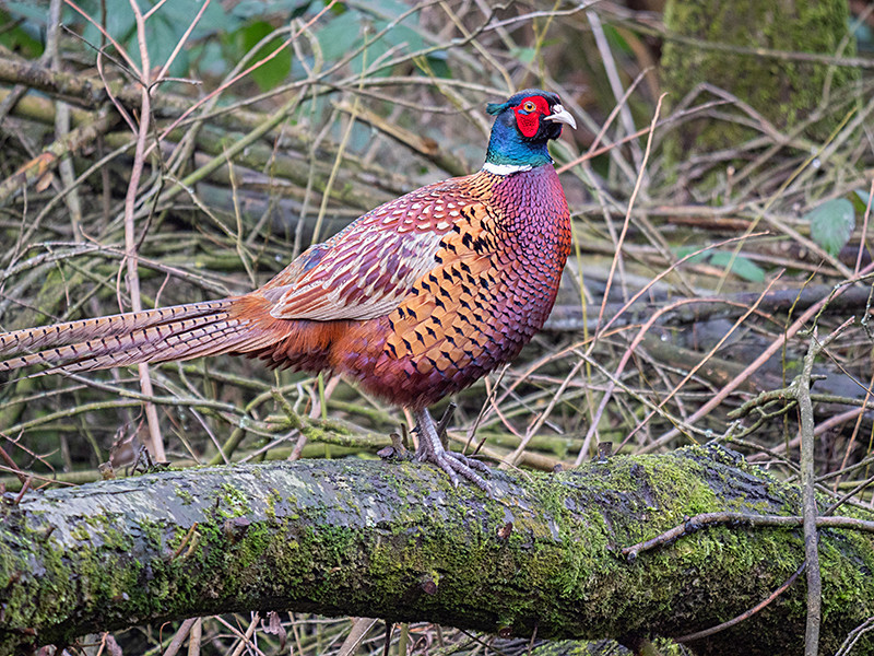 Pheasant - Lowland & Farmland