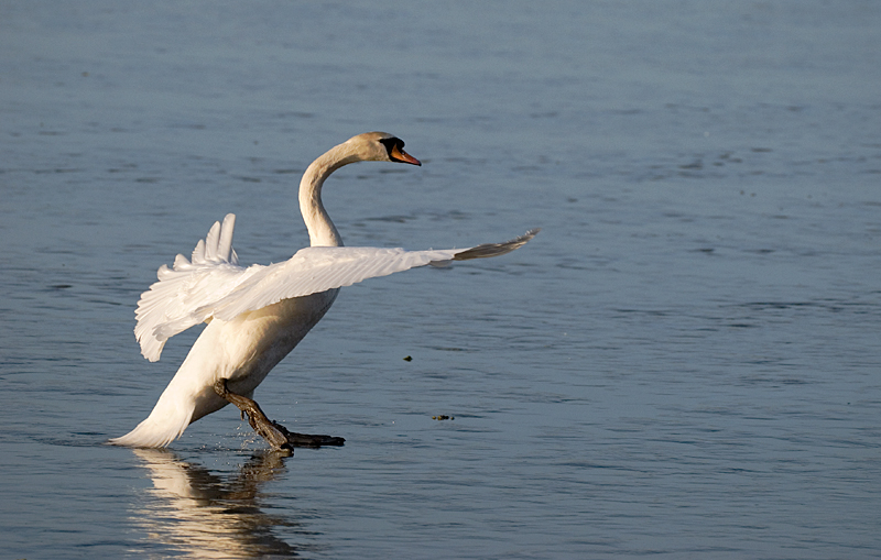 Mute Swan - Swan, Mute
