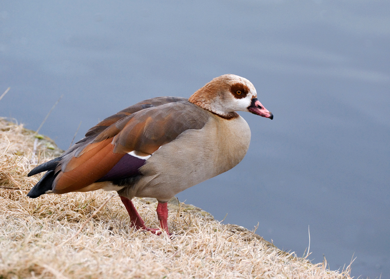 Egyptian Goose - Goose, Egyptian