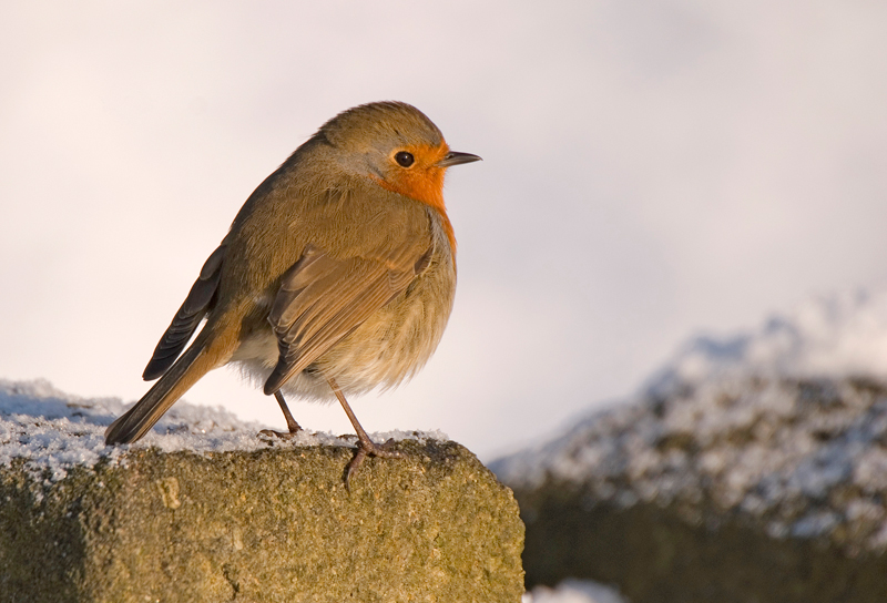 Robin - Robin