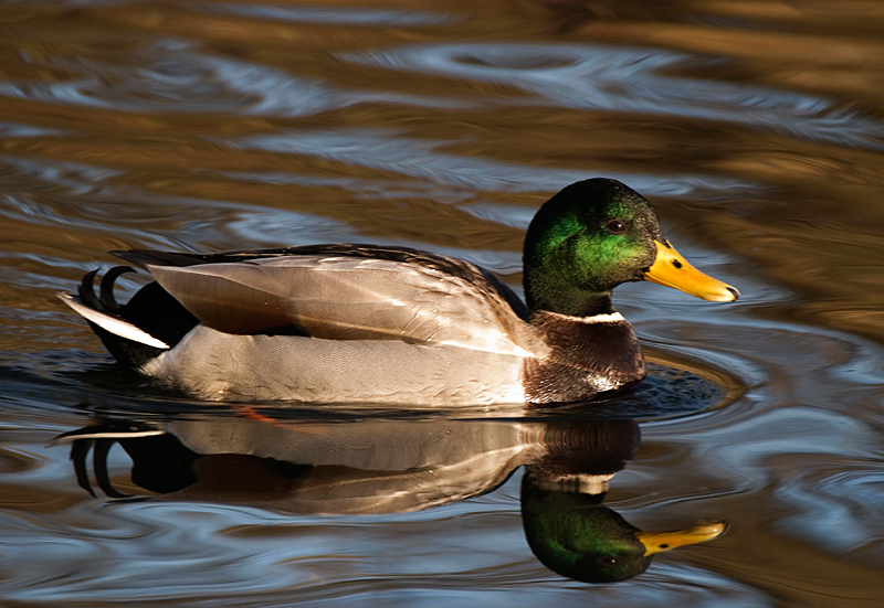 Mallard - Mallard