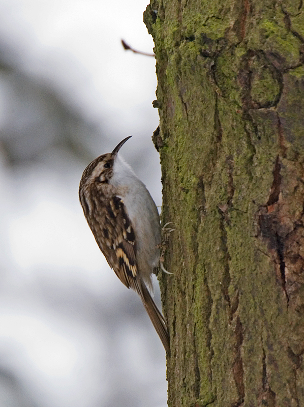 Treecreeper - Treecreeper