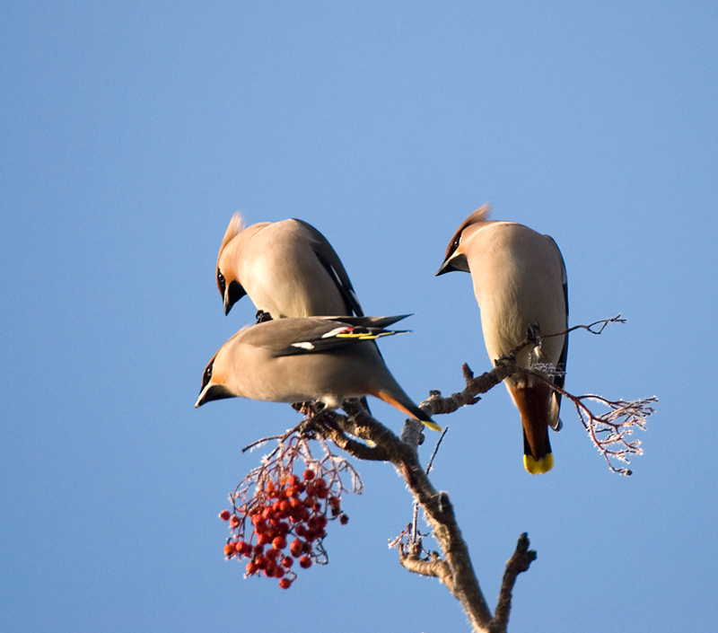 Waxwing - Waxwing