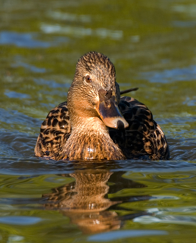 Mallard - Mallard