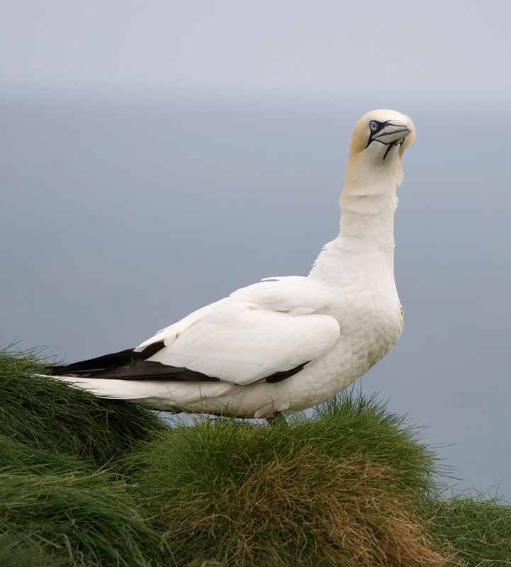Gannet - Gannet
