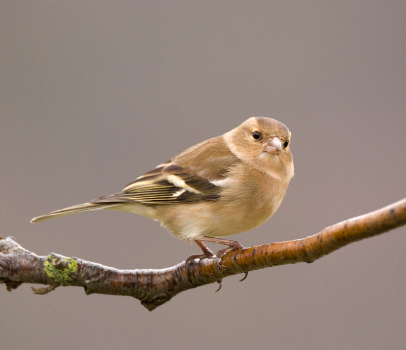 Chaffinch - Chaffinch