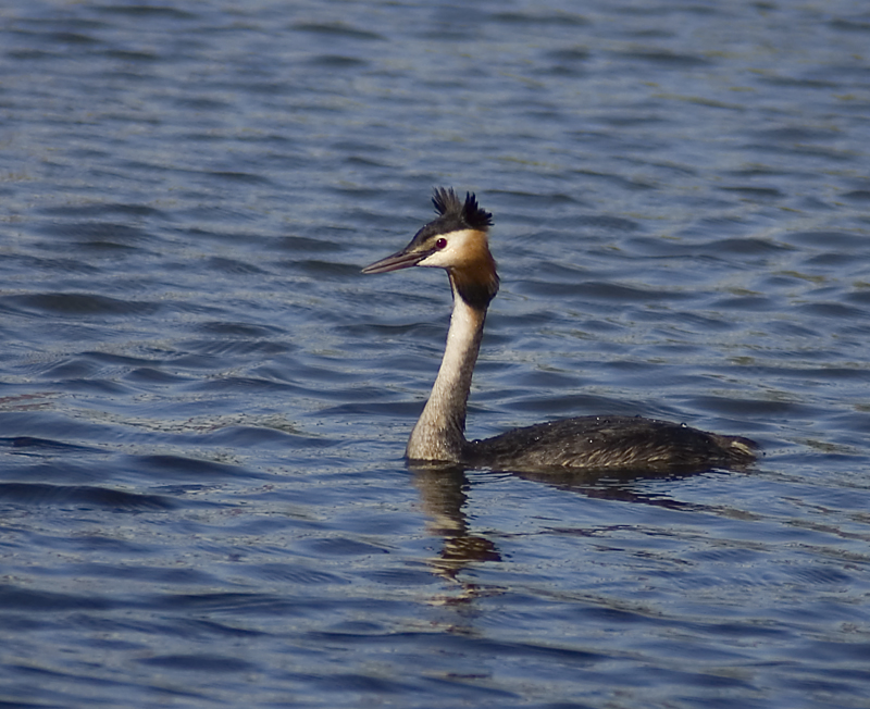 Great Crested Grebe - Grebe, Great Crested
