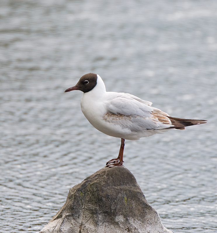 Black-Headed Gull - Gull, Black-Headed