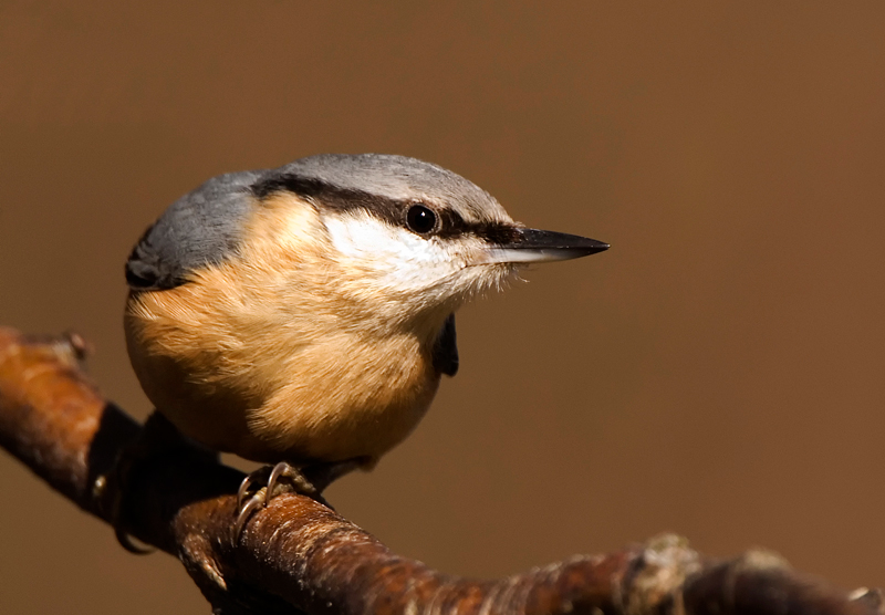 Nuthatch - Woodland