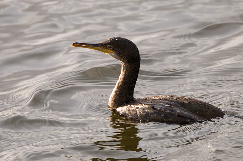 Shag - Shag