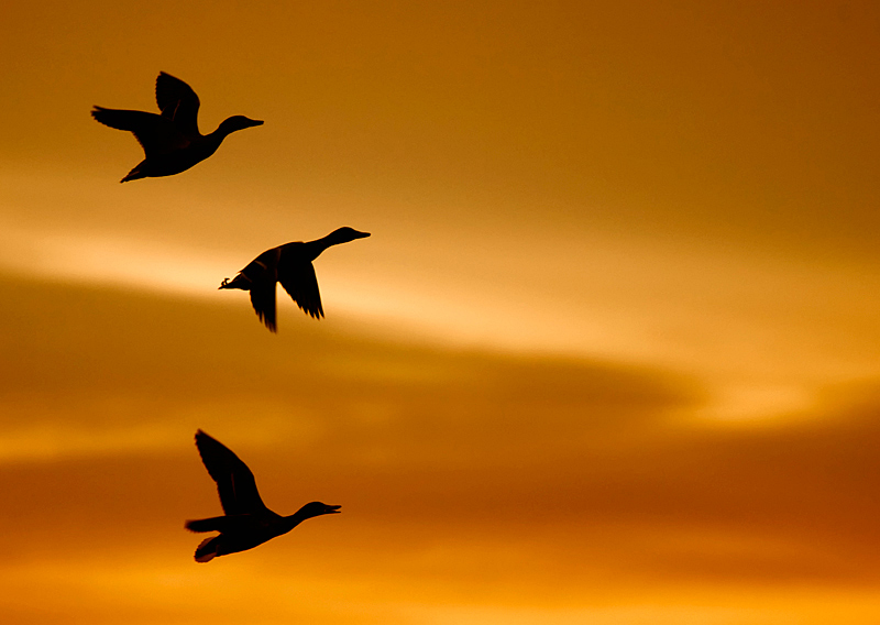 Mallards - Freshwater