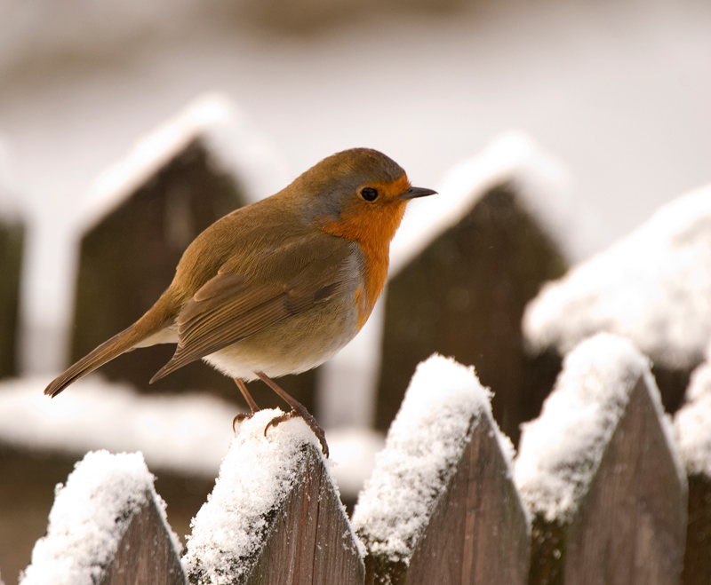Robin - Robin