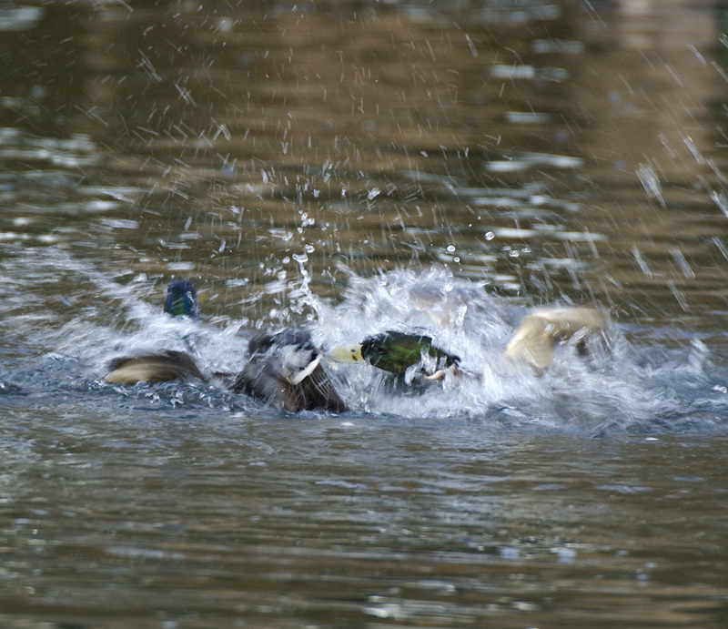 Mallards - Mallard