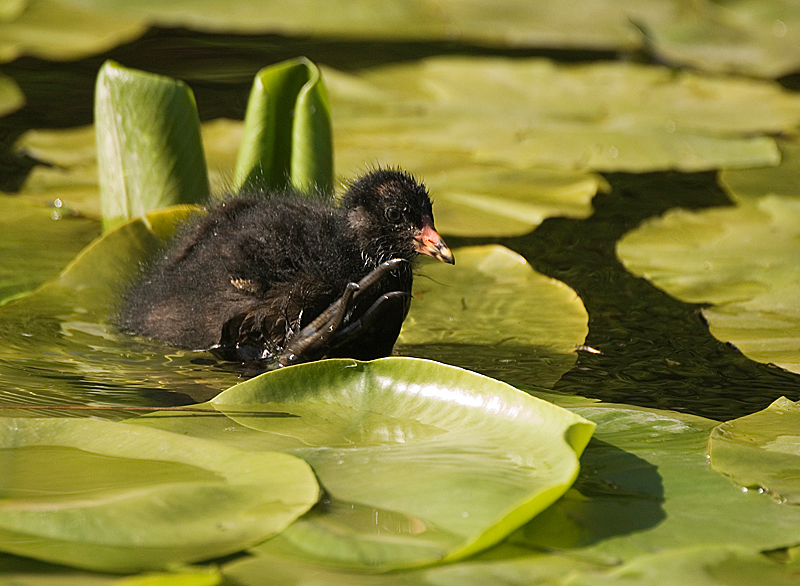 Moorhen - Freshwater