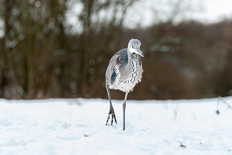  - Winter Grey Herons