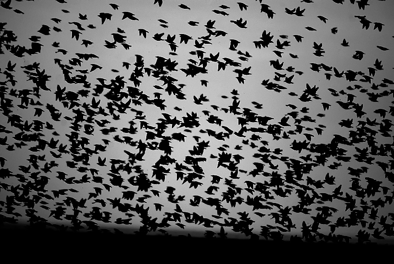 Starling - Mono