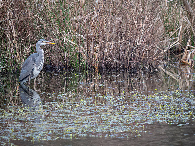 Grey Heron - Coastal & Wetland
