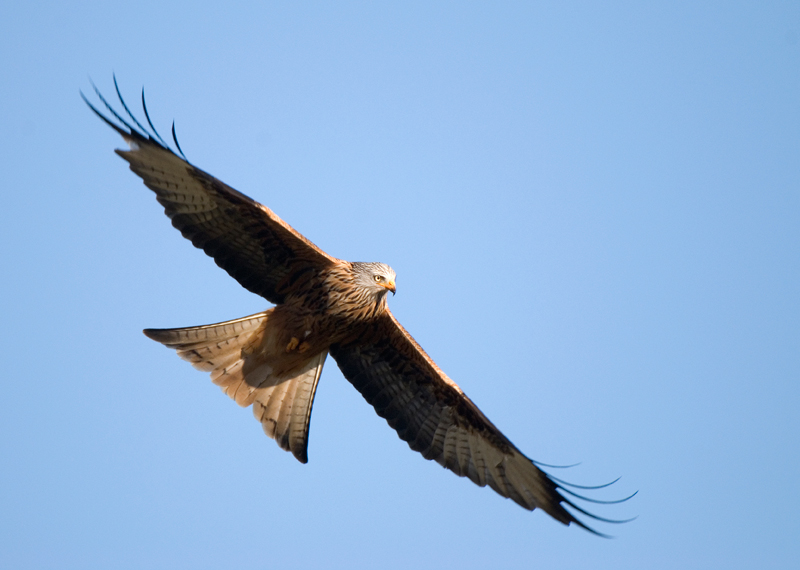 Red Kite - Red Kite