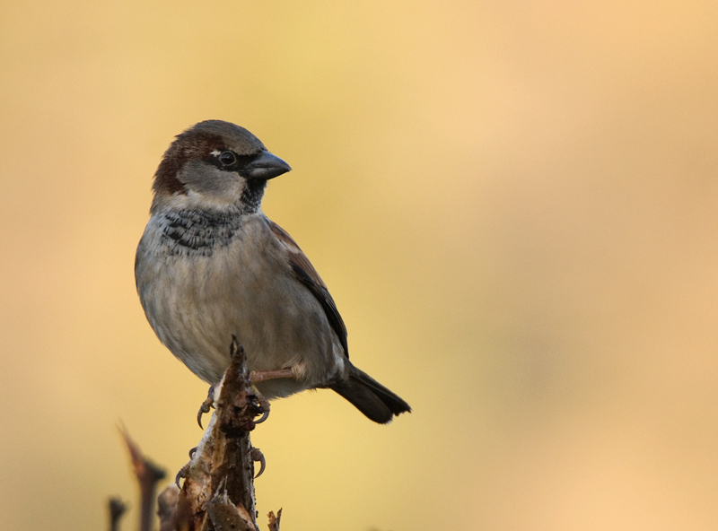 House Sparrow - House Sparrow