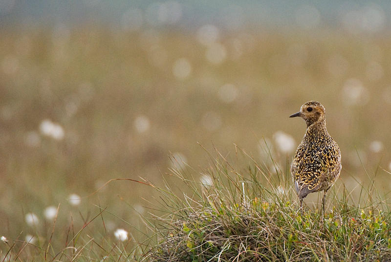 Golden Plover - Plover, Golden