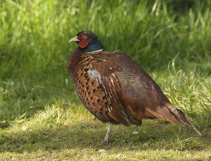 Pheasant - Pheasant