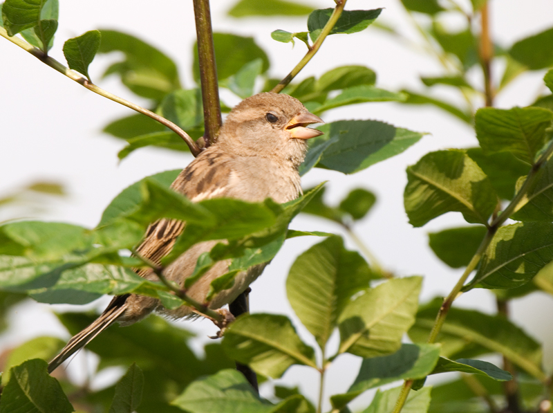 House Sparrow - House Sparrow