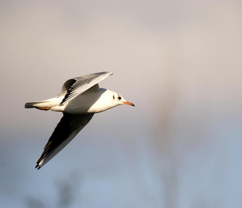Black Headed Gull - Gull, Black-Headed