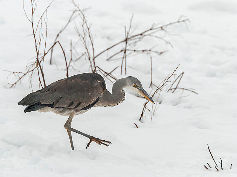  - Winter Grey Herons
