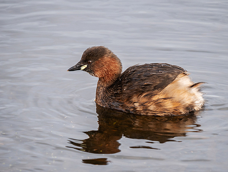 Little Grebe - Coastal & Wetland