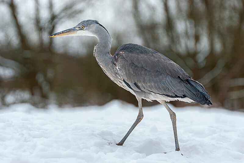  - Winter Grey Herons
