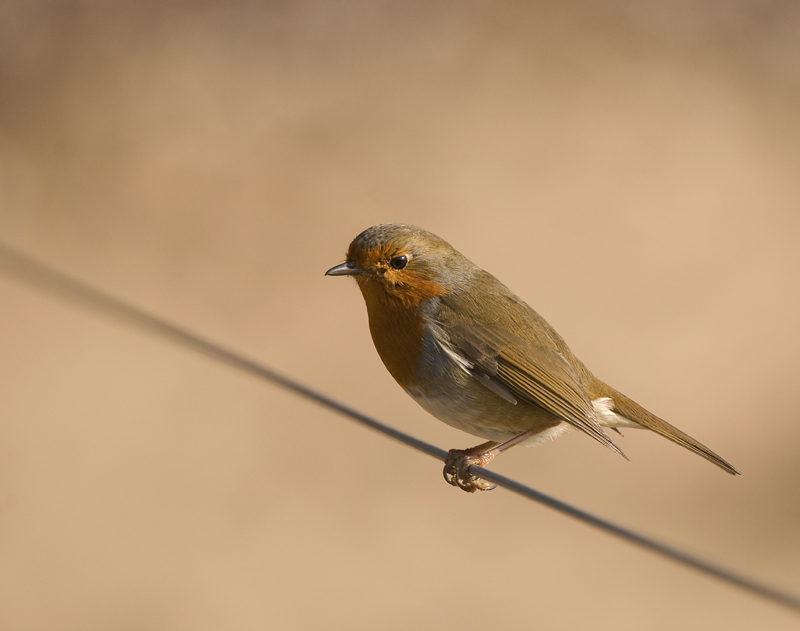 Robin - Robin