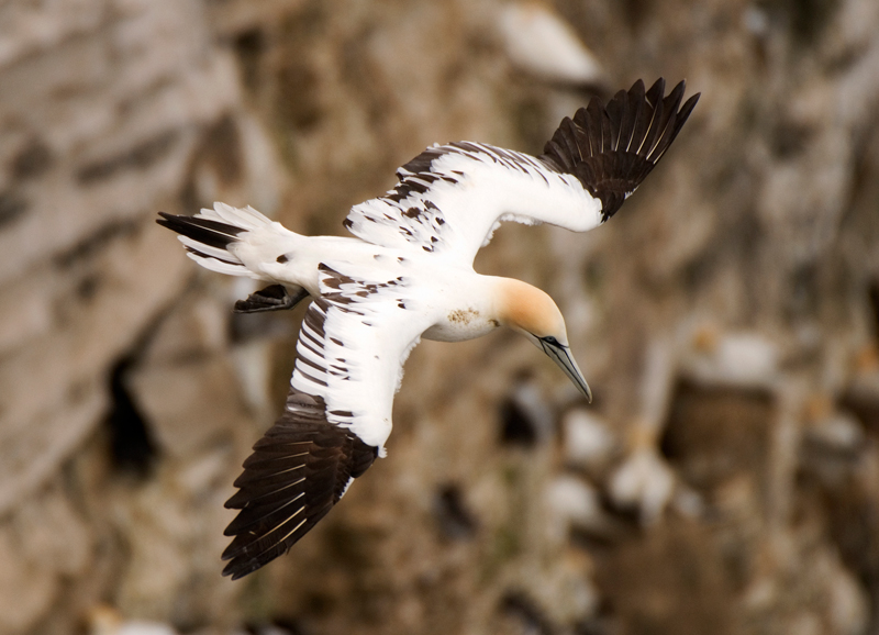 Gannet - Gannet