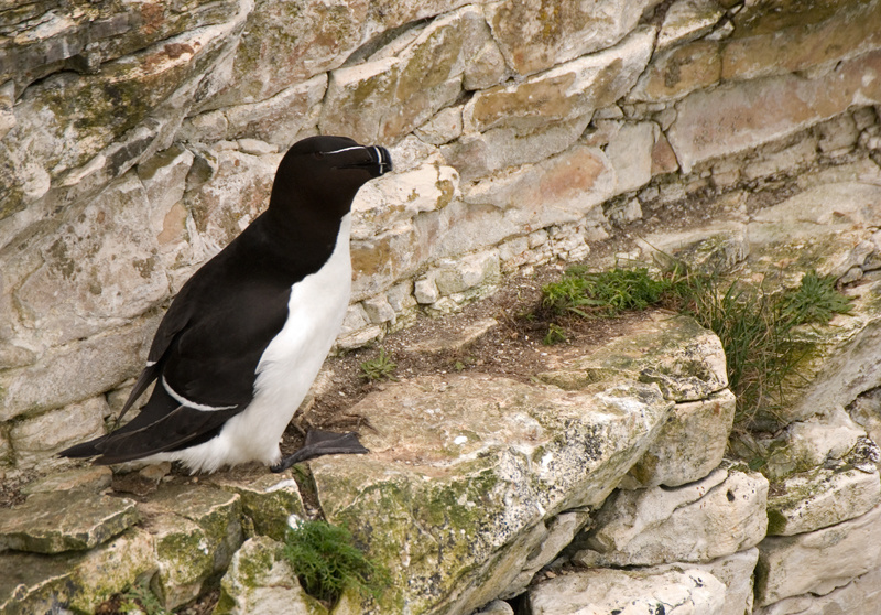 Razorbill - Razorbill