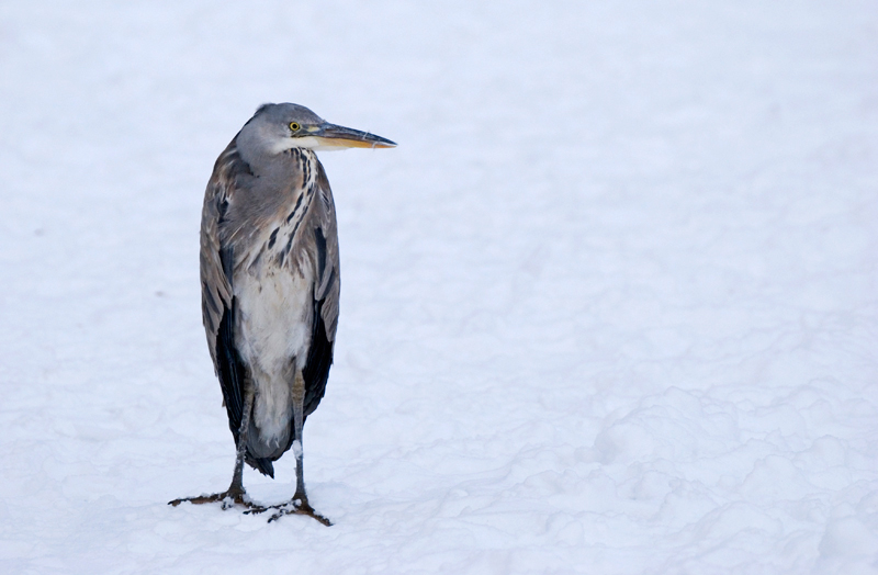 Grey Heron - Grey Heron