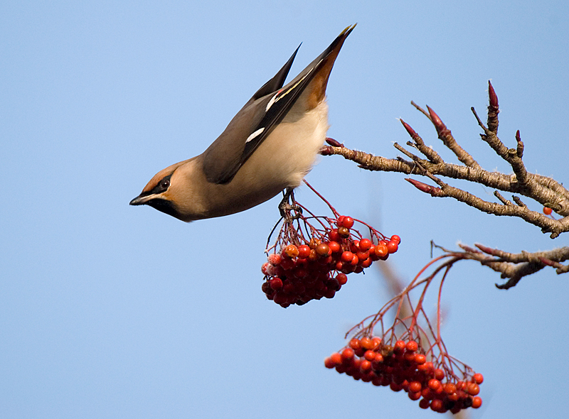 Waxwing - Waxwing