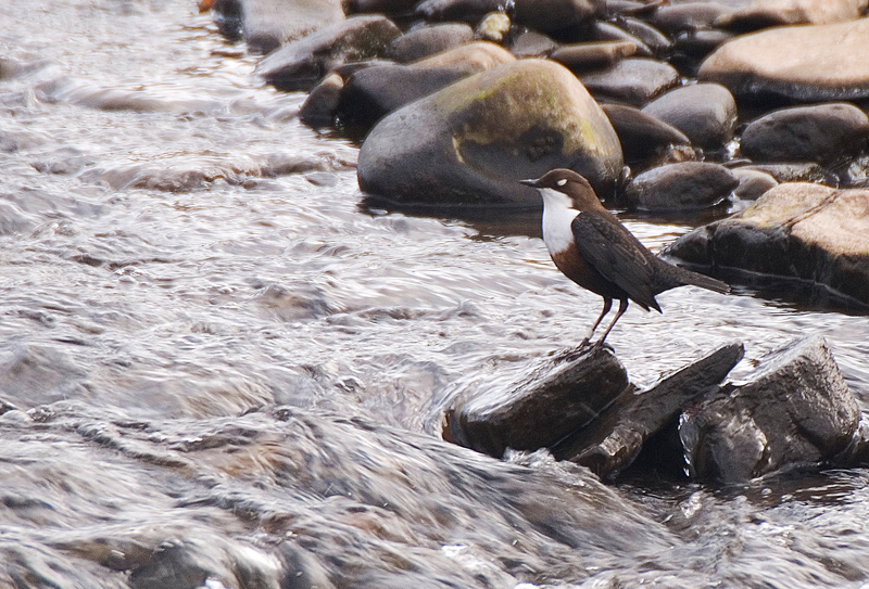 Dipper - Freshwater
