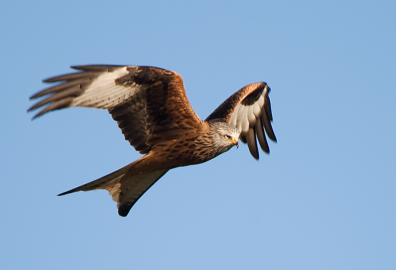 Red Kite - Upland & Mountain