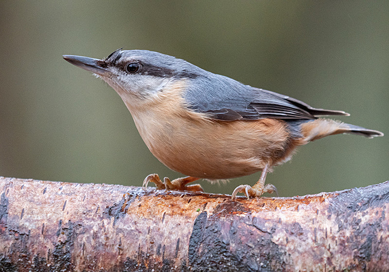 Nuthatch - Woodland