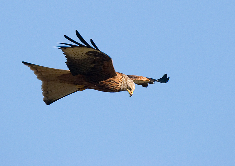 Red Kite - Red Kite