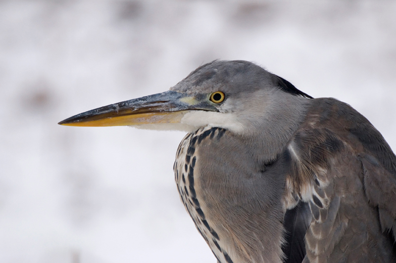 Grey Heron - Grey Heron