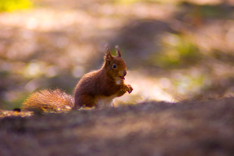 Red Squirrel - Woodland