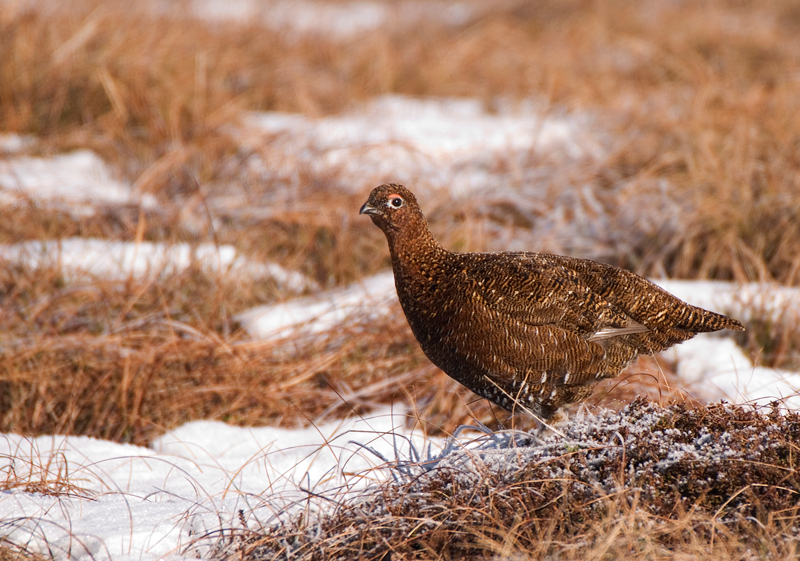 Red Grouse - Red Grouse