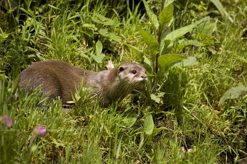 Otter - Freshwater
