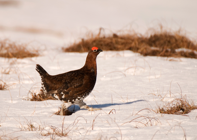 Red Grouse - Red Grouse