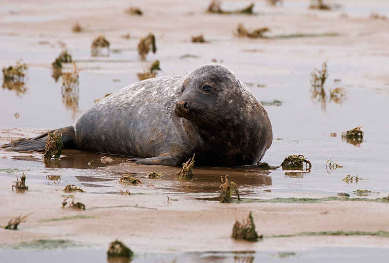 Grey Seal - Grey Seals
